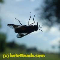 /home//u458753944/public_html/sourcegallery////////////Insects and small critters/flies (Diptera)/P7150846.JPG